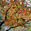 友泉亭公園の紅葉。