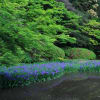 2012年5月10日　奈良県　高野山真言宗　長岳寺　　杜若と季節の花