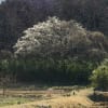 ４年前の里山雪模様　　あの頃チャンネル(2009年02月15日～2009年02月21日)