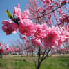 ✿花日和の週末✿