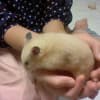 クッキーの日常