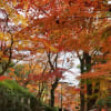 紅葉の三瀧寺　131130
