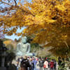 鎌倉の大仏へ紅葉を見に行く