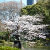 2011年4月5日のさくら！