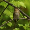 野鳥撮影日記2019鳥たち