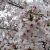 桜２０１１