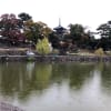 2020年11月7日奈良公園の紅葉
