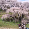 国指定天然記念物三春滝桜満開に