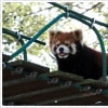旭山動物園のレッサパンダ