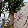 平成のフィナーレを飾る桜たち　(*'▽')
