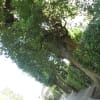 等々力不動のコナラ・クヌギ、野毛公園のエノキ、上野毛の街路樹の巨木等