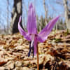 匠の森・カタクリ第一群生地２０１７年日４月１３日～～２８日