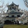 館山城公園桜まつり（2019年4月）