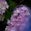 2013年神戸市立森林植物園の紫陽花♪