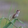 オオヨシキリ