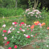 四日市南部丘陵公園薔薇園