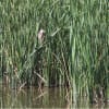 ゴイサギ幼鳥　～成鳥間近～