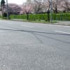 桜吹雪と五つ葉クローバーとウミネコH27.4.26（日）