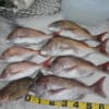 タイラバインチク釣果1１