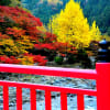 ここは愛知の紅葉スポットことしの香嵐渓の紅葉景色。