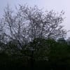 造幣局の桜の通りぬけ　平成２４年４月