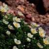 大雪山系旭岳の花