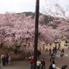 2011/04/16の高遠城址公園