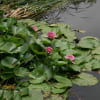 はすの華