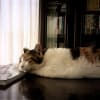 猫の枕はメタクラ譜