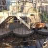 川崎　夢見ヶ崎動物公園に来たレッサーパンダのアン