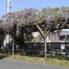 今が満開藤の花