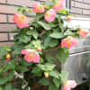 花追いウォーキング