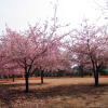 花～河津桜