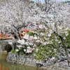 桜の名所「亀城公園」