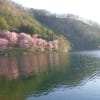 中綱湖の山桜