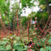 ミズヒキの花とシャクトリムシ（赤塚植物園 2021.9.12撮影）