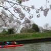 お花見カヌー。～水上からの桜と桜っ子～