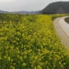 鳥取市浜坂の重箱緑地と旧袋川土手にて