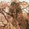 1997年角館の枝垂れ桜