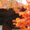 毛越寺と鎌倉の紅葉