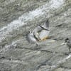 空色鳥撮りⅡ　近くの川の堰の野鳥達(５月２５日撮)　ダム放水により水嵩増、したたかなササゴイ鮎をGET‼・アオサギ＆コサギもオイカワをGET‼