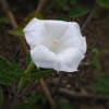 長良公園・9月（花と蝶他）