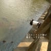 井の頭公園へ