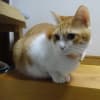 朝、ももちゃんに癒されます・・・・猫ちゃん。お茶～