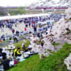 京都　八幡　ごかうばしの桜まつり　２０１６年４月３日　御幸橋