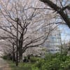 ２０１２年春のランチタイムのお花見＠神奈川県・新横浜編