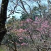 稲叢山（いなむらやま）