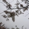台湾の桜公園’１９．３．２３
