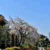 山下公園　２（枝垂れサクラ）