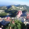 花々（白馬大池～白馬岳～大雪渓）